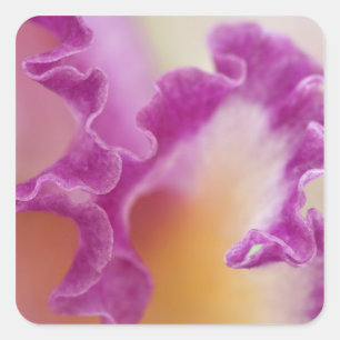 Hybrid orchid close-up, Delray Beach, Florida Square Sticker