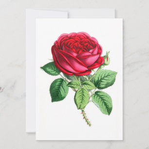 Hybrid Perpetual Rose - Napoleon III