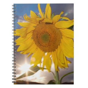 Hybrid sunflower blowing in the wind at dusk notebook
