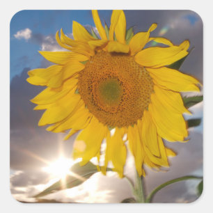 Hybrid sunflower blowing in the wind at dusk sticker