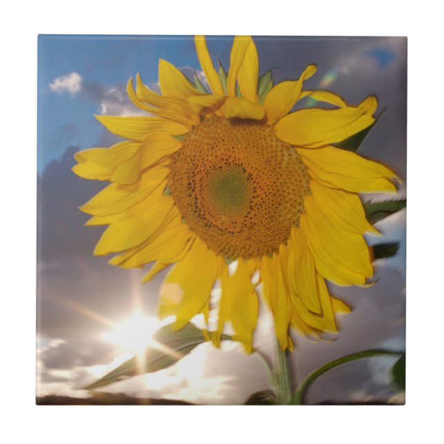 Hybrid sunflower blowing in the wind at dusk tile (Front)