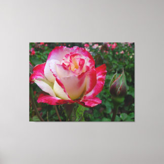 Hybrid Tea Rose Double Delight On Canvas
