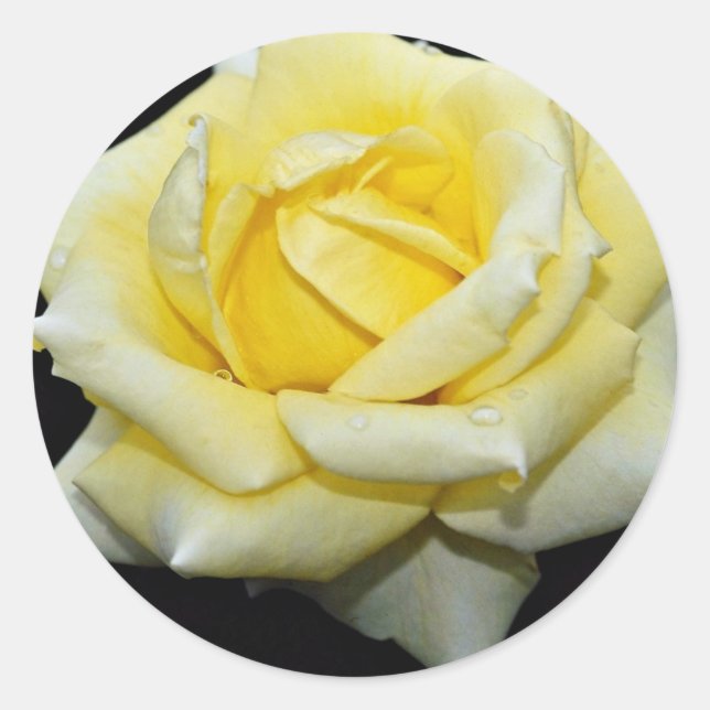 Hybrid Tea Rose 'Helmut Schmidt' White flowers Classic Round Sticker (Front)
