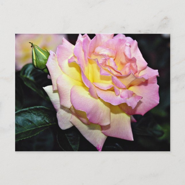 Hybrid Tea Rose 'Peace' White flowers Postcard (Front)