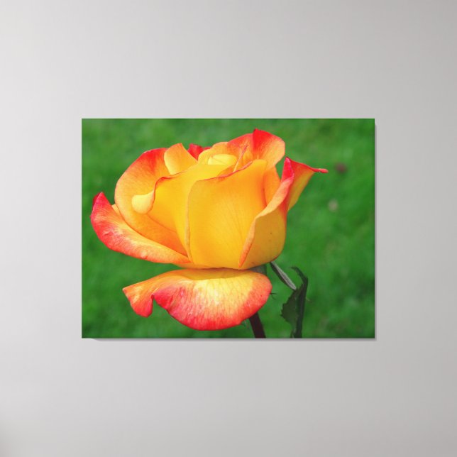 Hybrid Tea Rose Rio Samba On Canvas (Front)