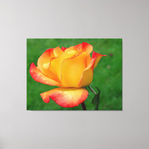 Hybrid Tea Rose Rio Samba On Canvas Print