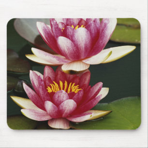 Hybrid water lilies mouse pad