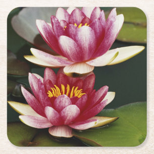 Hybrid water lilies square paper coaster