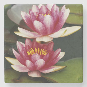 Hybrid water lilies stone coaster