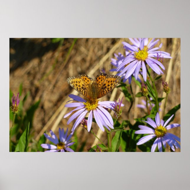 Hydaspe Fritillary on Purple Aster Flowers Poster (Front)