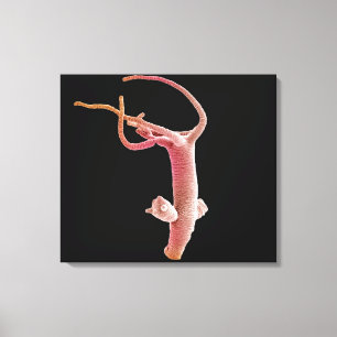 Hydra Littoralis Canvas Print