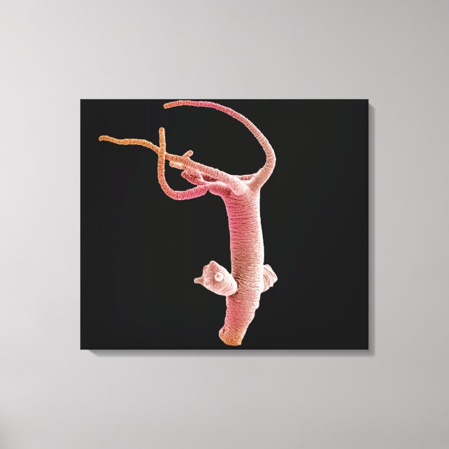 Hydra Littoralis Canvas Print (Front)