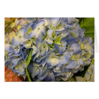 Hydrangea