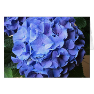 Hydrangea