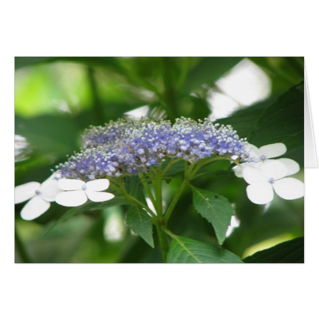 hydrangea3 (Front Horizontal)