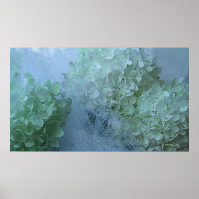Hydrangea 19 poster (Front)