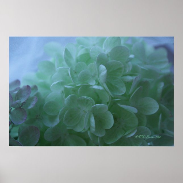 hydrangea 1 poster (Front)
