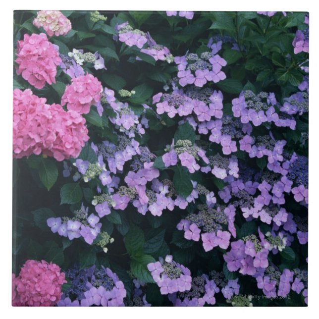 Hydrangea 3 tile (Front)