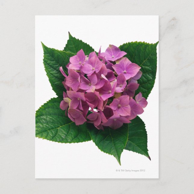 Hydrangea 5 postcard (Front)