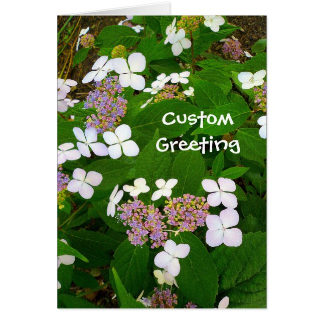 Hydrangea Aspera Template (Front)