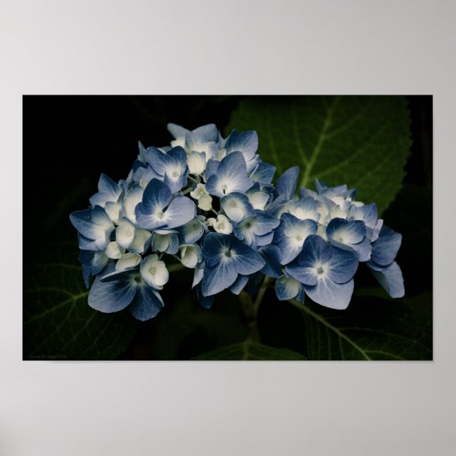Hydrangea Bleue 8514 Impression (Devant)