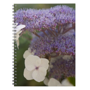 Hydrangea bloom, Dr. Sun Yat-Sen Chinese garden Notebook