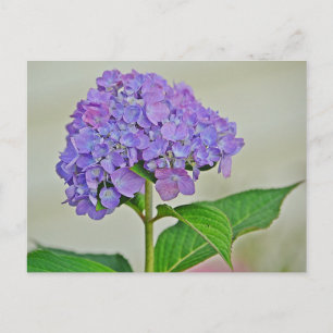 Hydrangea Blossom Postcard