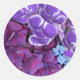 Hydrangea Blossoms Classic Round Sticker