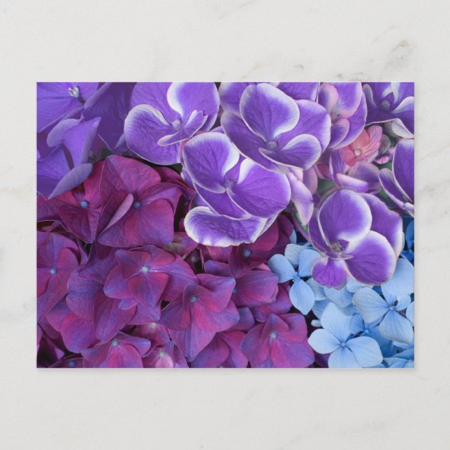 Hydrangea Blossoms Postcard (Front)