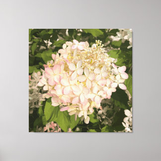 Hydrangea - Blush - Canvas Print