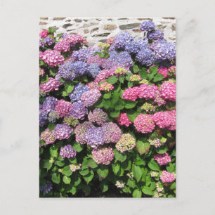 Hydrangea bush Postcard