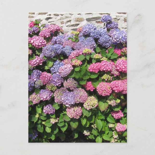 Hydrangea bush Postcard (Front)
