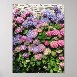 Hydrangea bush poster