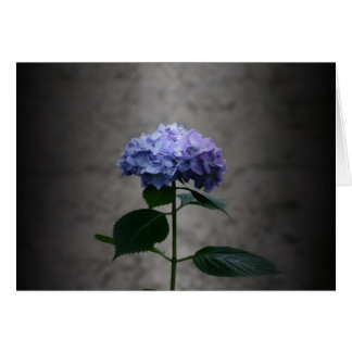 "hydrangea" by Larry Coressel