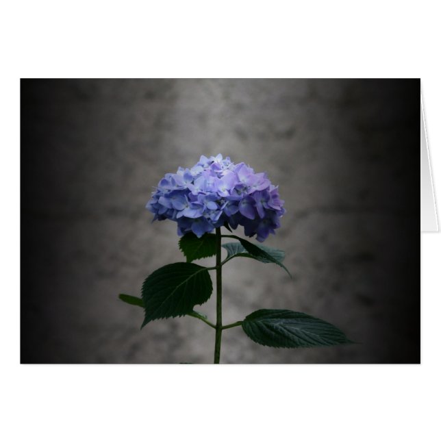 "hydrangea" by Larry Coressel (Front Horizontal)