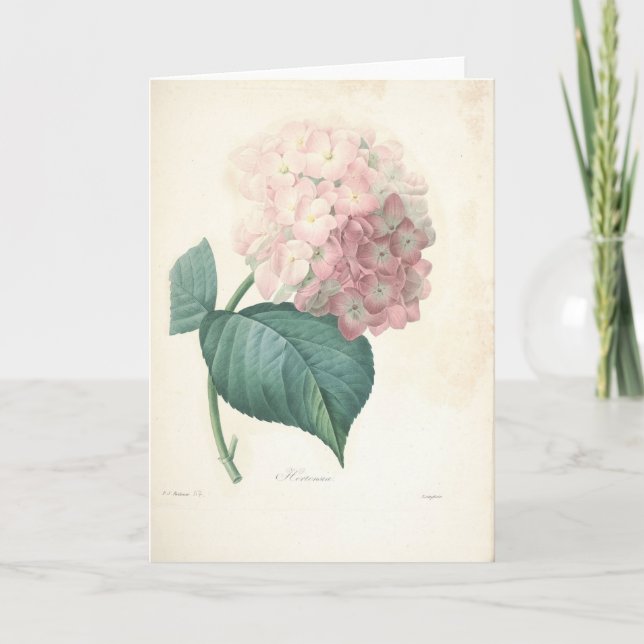 Hydrangea by Redoute Botanical Sympathy Card (Front)