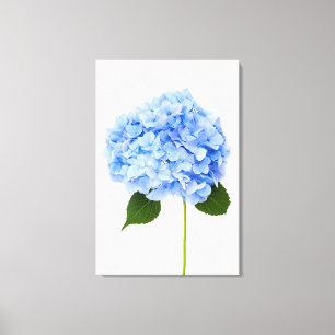 Hydrangea Canvas Print