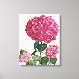 Hydrangea Canvas Print