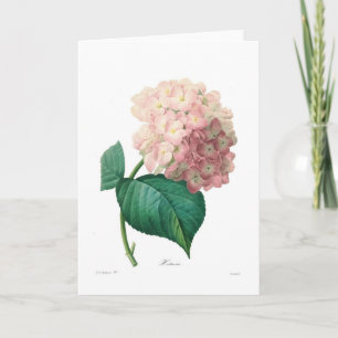 Hydrangea Card