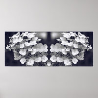 Hydrangea Flower Black And White Mirror Abstract