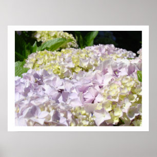 Hydrangea Flower Garden Fine art prints Hydrangeas