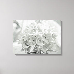 Hydrangea Flower In Black And White - Mostly White Canvas Print