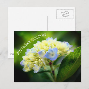 Hydrangea Flower Simplicity Inspirational Postcard