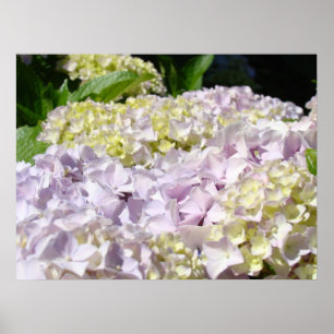 Hydrangea Flowers Fine art prints Pastel Floral