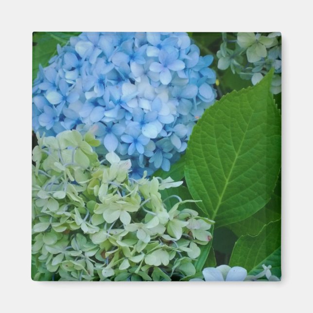 Hydrangea Flowers Magnet (Front)