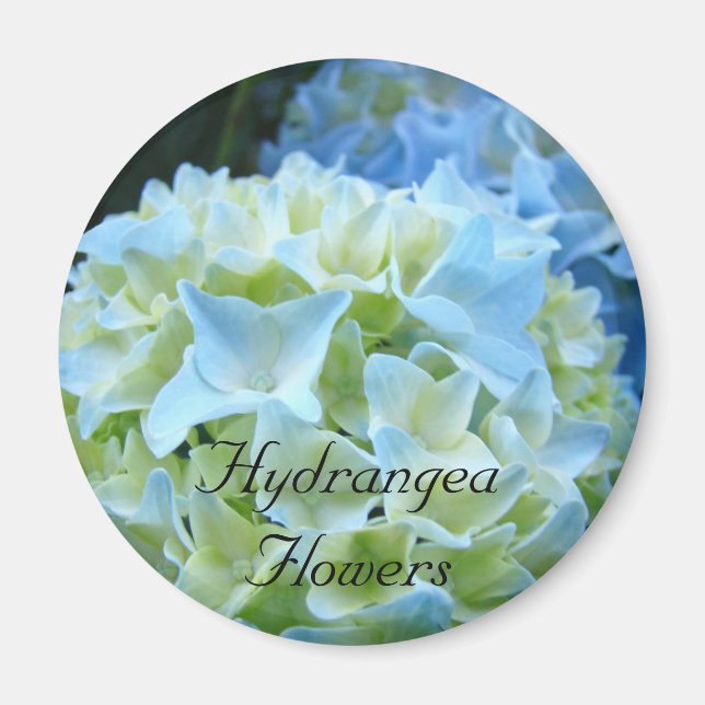 Hydrangea Flowers magnet Blue Hydrangeas Floral (Front)