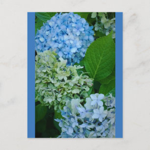 Hydrangea Flowers Postcard