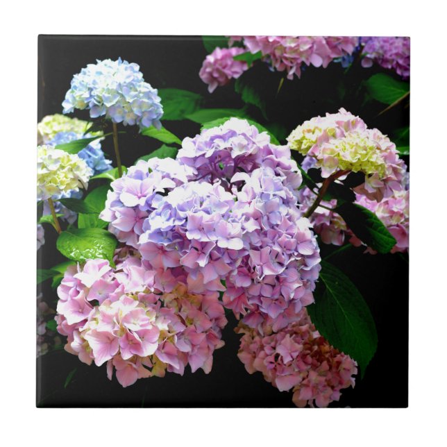 Hydrangea garden, pink, blue, purple floral tile (Front)