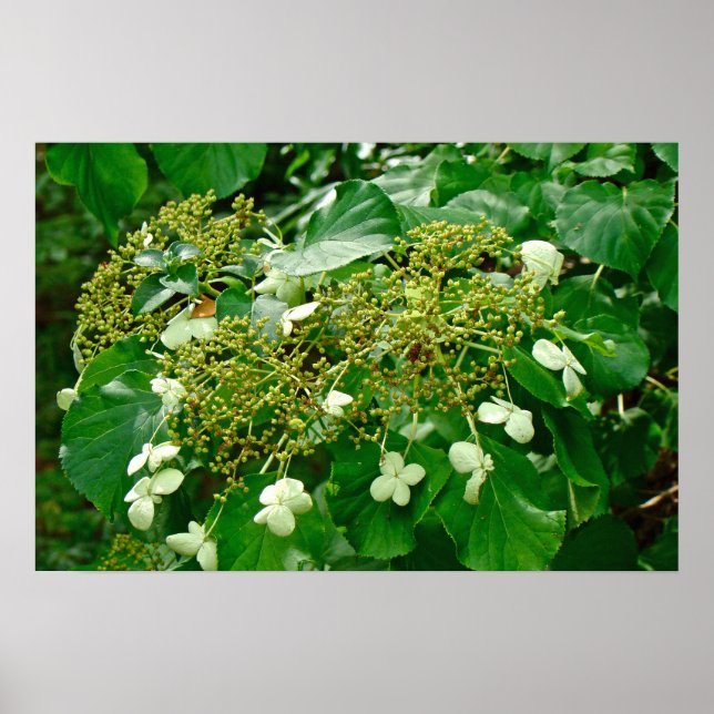 Hydrangea grimpant blanc - Affiche (Devant)
