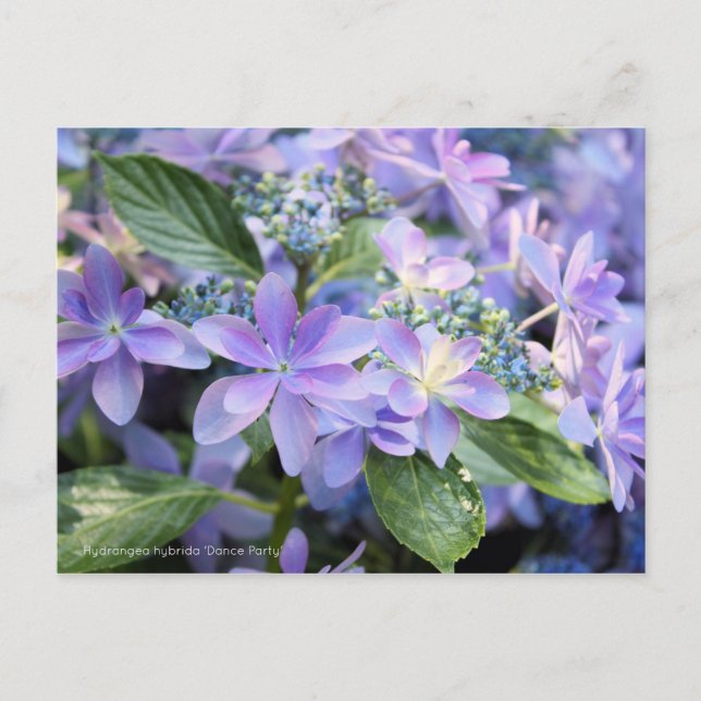 Hydrangea hybrida 'Dance Party' [Postcard] Postcard (Front)